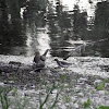 Mourning Dove and Spotted Sandpiper