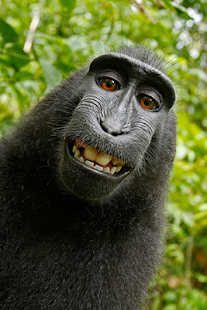 Download Funny Pictures APK
