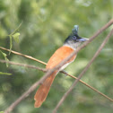 asian paradise flycatcher