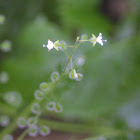 Enchanter's Nightshade