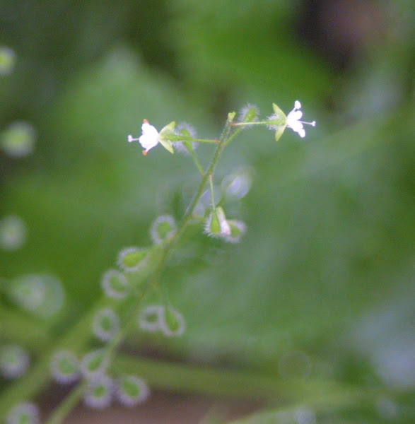 enchanter-s-nightshade-project-noah
