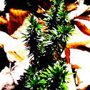 Common or Running Club Moss, Ground Pine