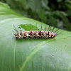 Orange Julia caterpillar