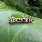 Orange Julia caterpillar