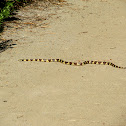 California King Snake