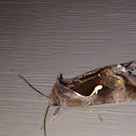 Common looper moth