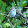 Common Chiffchaff