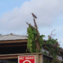 Green Heron