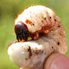 Larvae (Scarab Beetle)