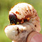 Larvae (Scarab Beetle)