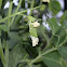 Sugarsnap Pea