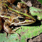 Common or Angola River Frog