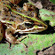 Common or Angola River Frog