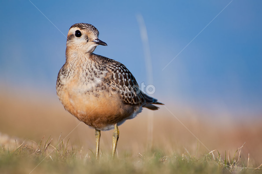 Piviere Tortolino - Dotterel - Charadrius morinellus by Ricky Papex - Novices Only Wildlife ( dotterel, tuscany )