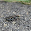 Punctured Tiger Beetle