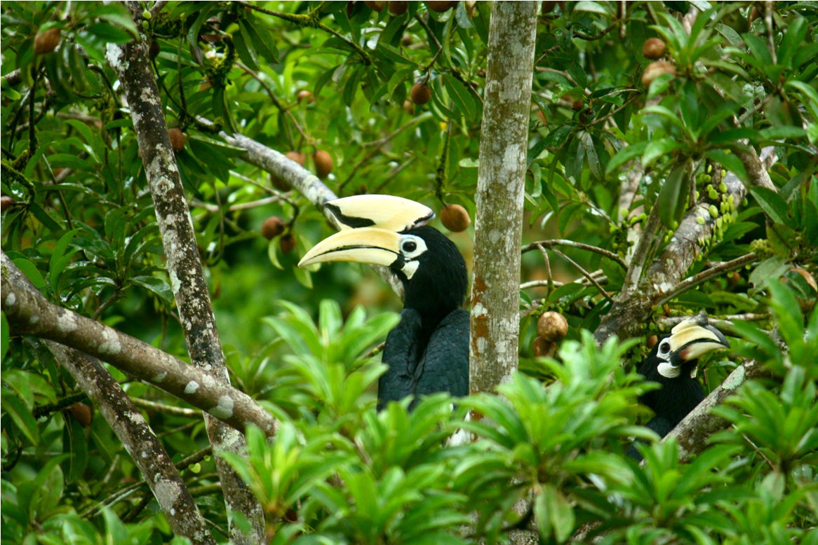 Oriental Pied Hornbill