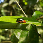 Passiflora's leaf beetle