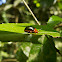 Passiflora's leaf beetle