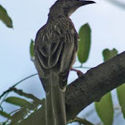 Red Wattlebird