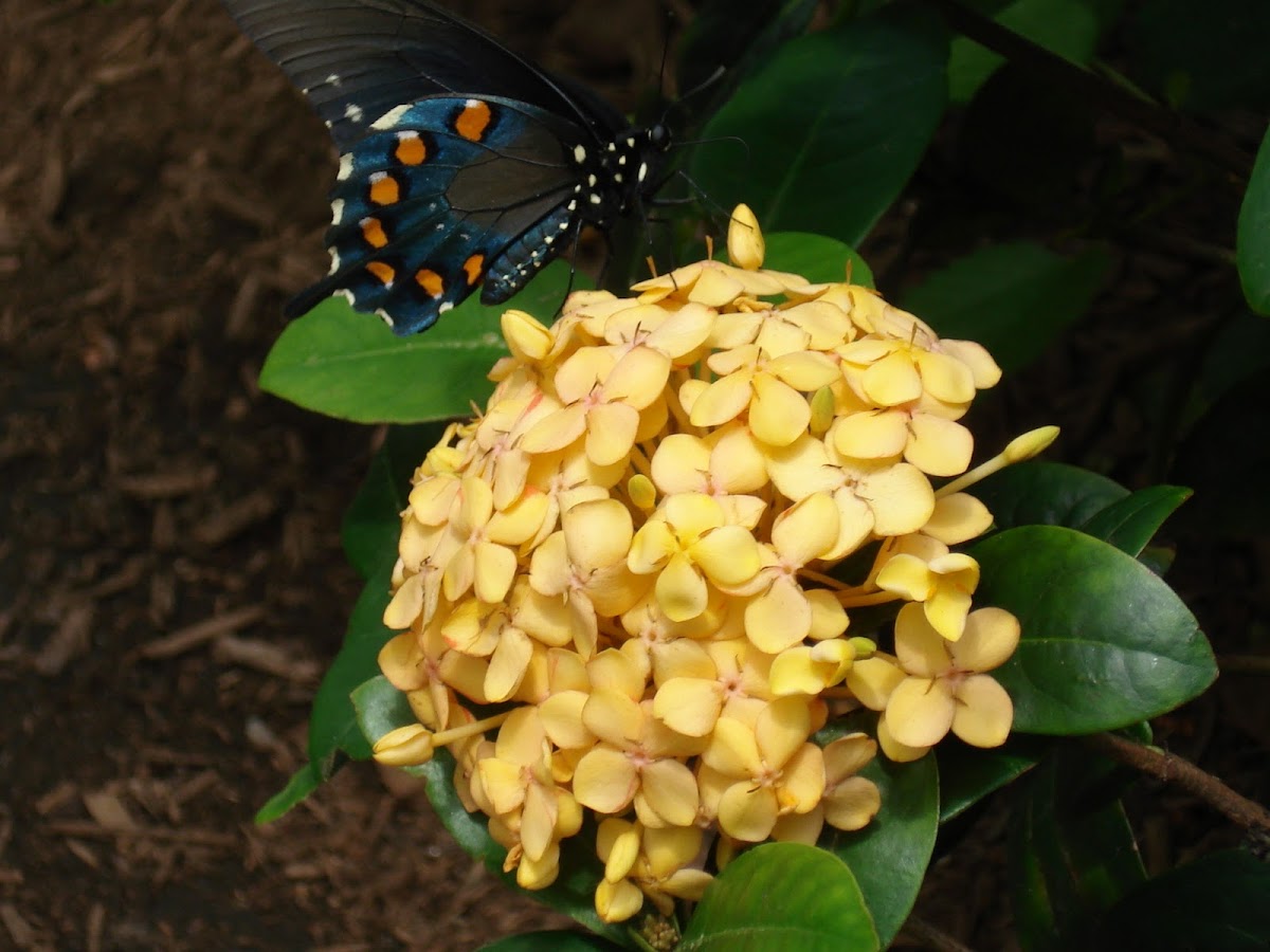 Pipevine Swallowtail