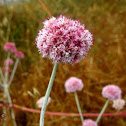 Pink Allium