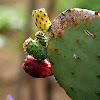 Prickly pear fruits