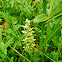 Tall Green Bog Orchid