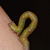 Peppered moth caterpillar