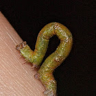 Peppered moth caterpillar