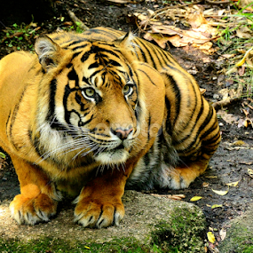 by RJ Photographics - Novices Only Wildlife