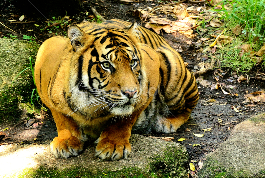 by RJ Photographics - Novices Only Wildlife