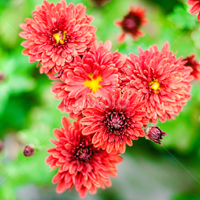 by Arun Sharma - Flowers Flowers 2011-2013