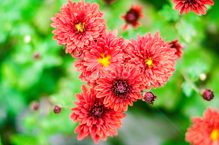 by Arun Sharma - Flowers Flowers 2011-2013