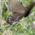 Pipevine Swallowtail Butterfly