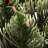 Norfolk island pine