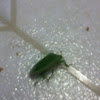 Green Stinkbug