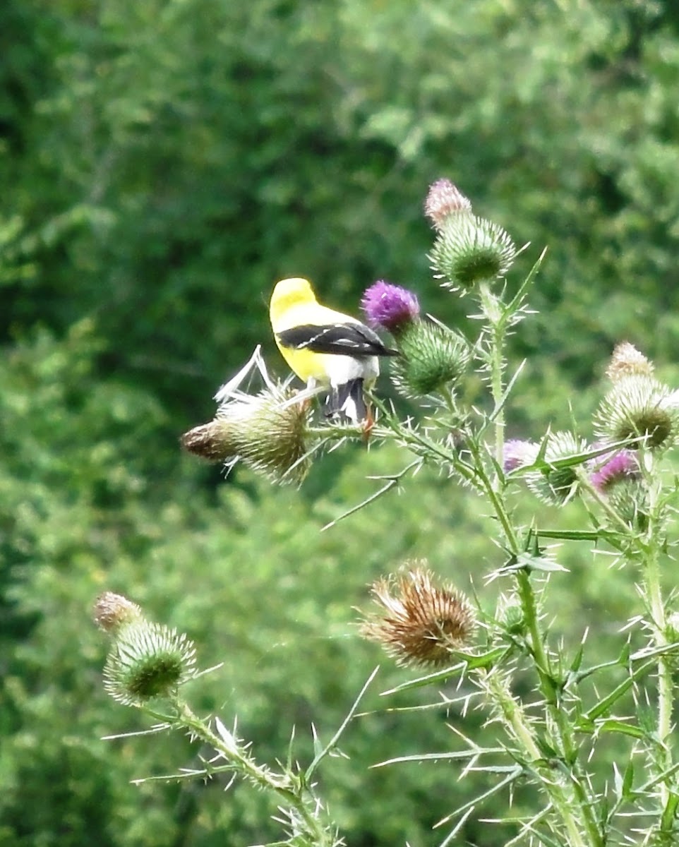 American Goldfinch (male, breeding)