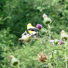 American Goldfinch (male, breeding)