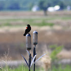 Red-winged Blackbird (Male)