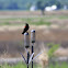 Red-winged Blackbird (Male)
