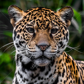 Looking Good by Ken  Frischkorn - Animals Lions, Tigers & Big Cats