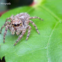 Juvenile Jumping spider