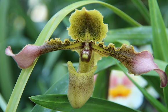 Lady Slipper Orchid | Project Noah
