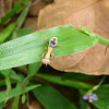 Ant mimic Mantis