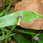 Ant mimic Mantis