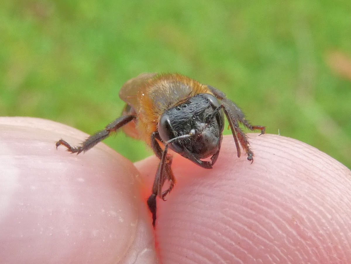 Stingless Honeybee