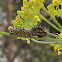 Anise Swallowtail Butterfly Caterpillars