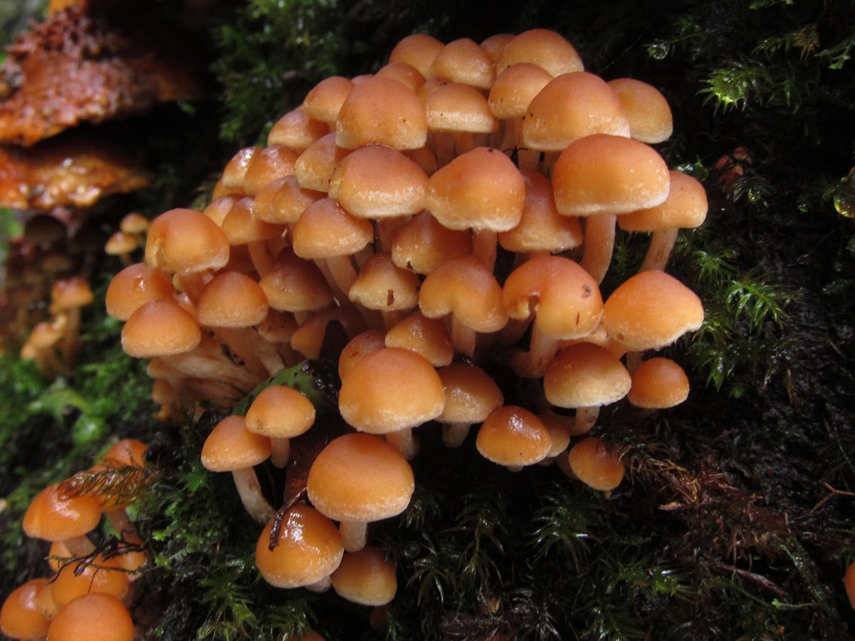 Hypholoma Fungi
