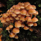 Hypholoma Fungi