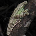 Gladiator tree frog